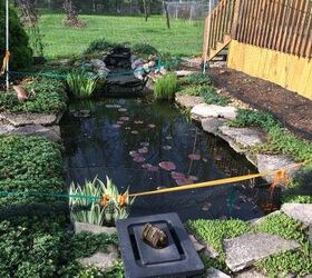 pond renovation and updating, ponds water features, Before A pond lacking something interesting