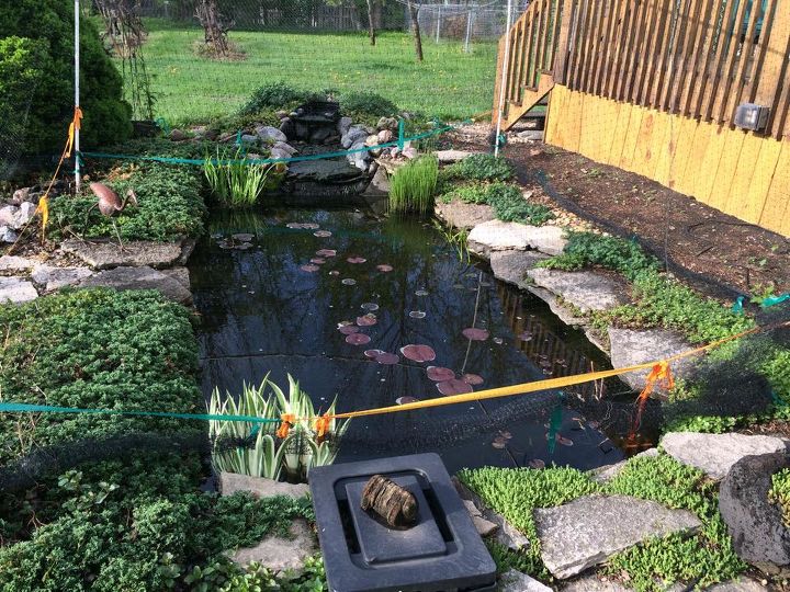 pond renovation and updating, ponds water features, Before A pond lacking something interesting