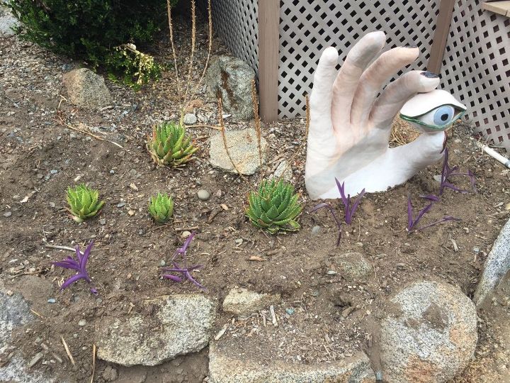 q plant identification, gardening, Trying to identify purple plants