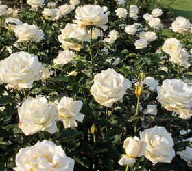 how to feed roses organically naturally, flowers, gardening, go green