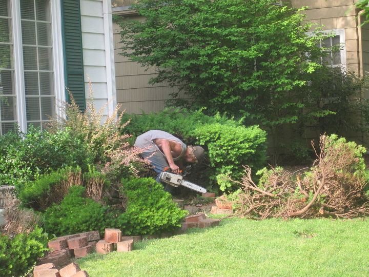 how to remove large bushes, gardening, how to, landscape