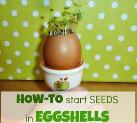 how to start seeds in eggshells zero cost planters, container gardening, gardening, how to