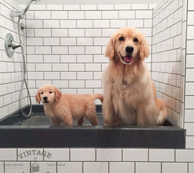 diy dog shower, bathroom ideas, foyer, pets animals