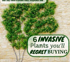 6 invasive plants that you ll regret planting in your yard, gardening