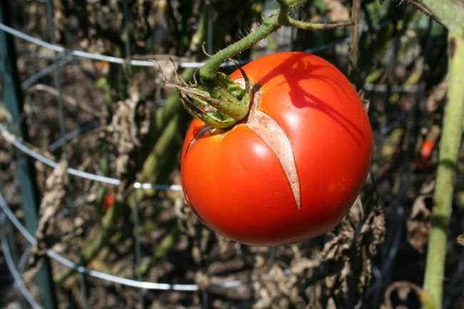 problemas con los tomates y cmo solucionarlos