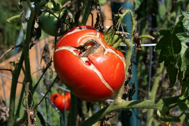 problemas com tomates e como corrigi los