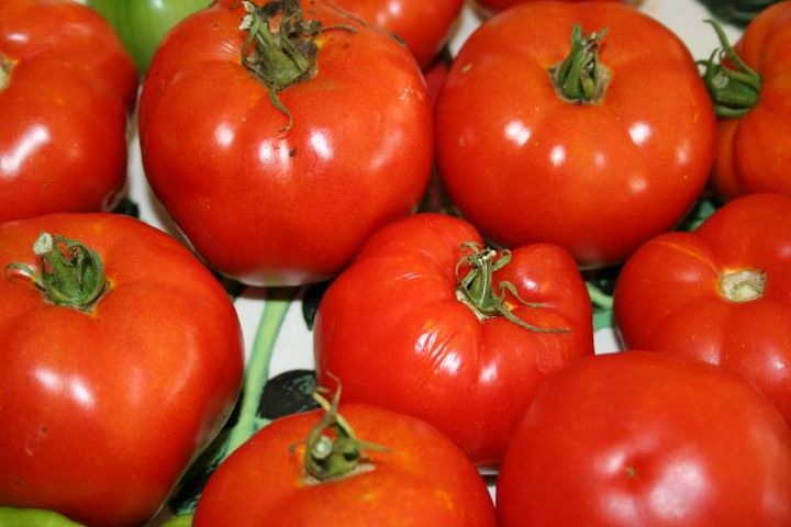 problemas con los tomates y cmo solucionarlos
