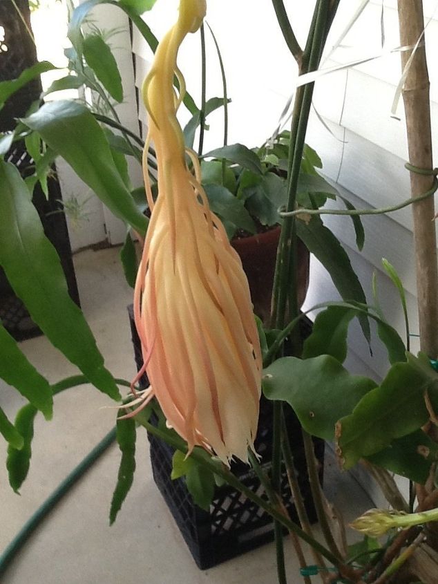 q how to grow hylocereus ocamponis, container gardening, flowers, gardening