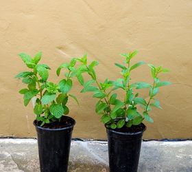 mint wonderful mint how to care for plant this fragrant herb see, gardening, how to, outdoor living