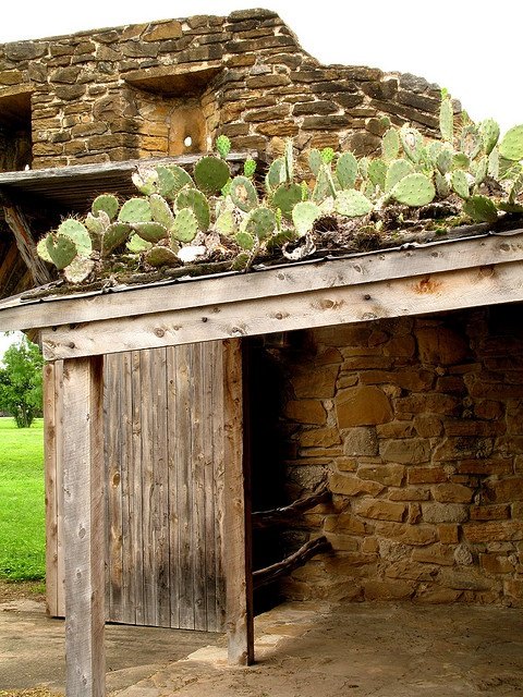 extraordinary cactus covered rooftop, gardening, home decor, home improvement, Make your shed or garage look fancy