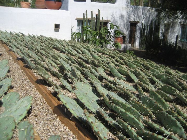 extraordinary cactus covered rooftop, gardening, home decor, home improvement, The right way for your pointy shingles