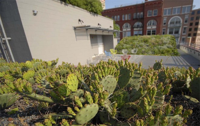 extraordinary cactus covered rooftop, gardening, home decor, home improvement, From a cactus point of view