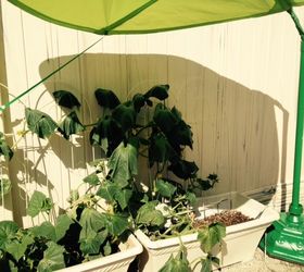 leaf canopy to the rescue, container gardening, gardening