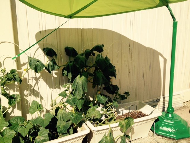 leaf canopy to the rescue, container gardening, gardening