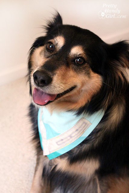 diy dog reflector bandana, crafts, pets animals