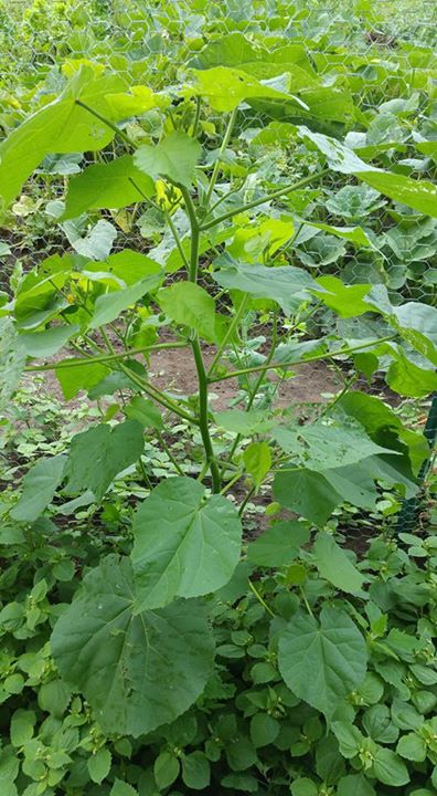 me pueden ayudar a identificar esta planta alta en el jardn de mis hijos