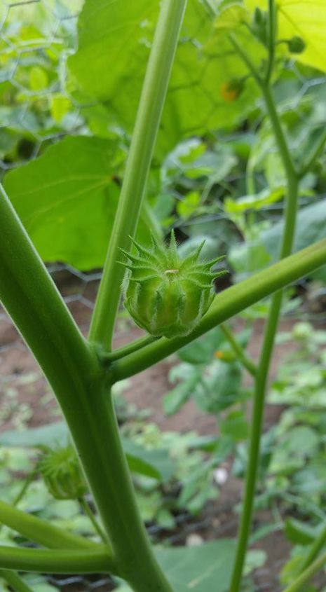 q can i get some help identifying this tall plant in my kids garden, gardening