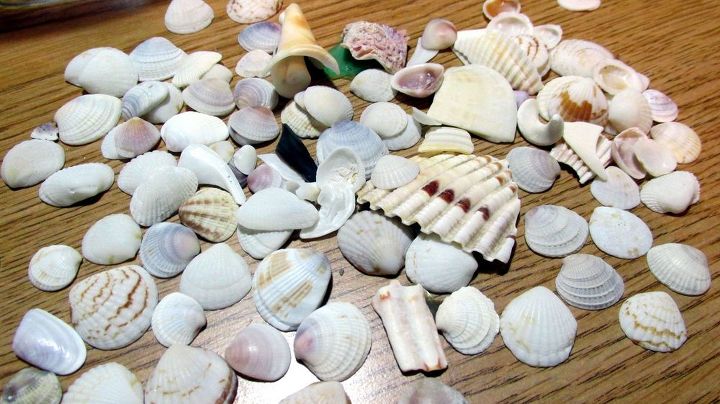 recuerdo de concha marina, Hermosas conchas de Madeira Beach FL
