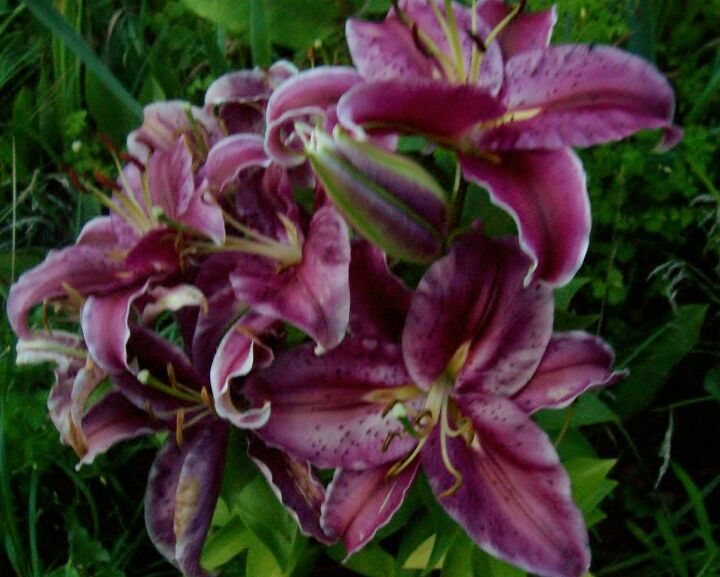 In The Garden This Summer Hometalk In The Garden This Summer Hometalk