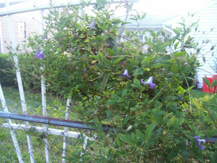 In The Garden This Summer Hometalk in-the-garden-this-summer-hometalk