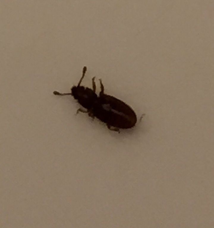 Tiny Bugs In Light Fixtures Help, How To Get Rid Of Little Black Beetles In My Kitchen