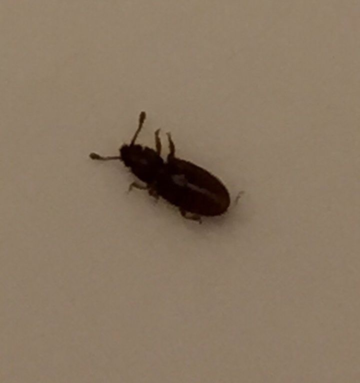 Tiny Bugs In Light Fixtures Help Hometalk