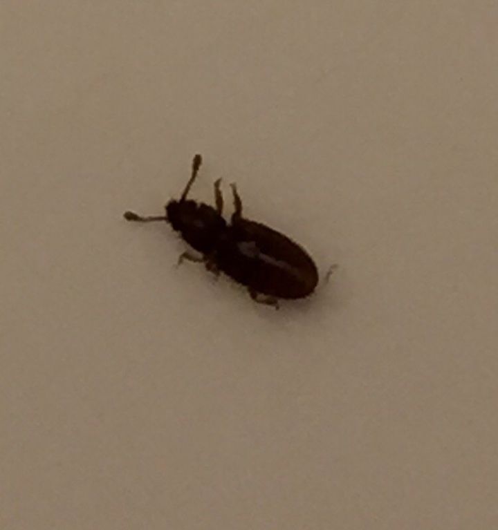 tiny bugs in light fixtures help