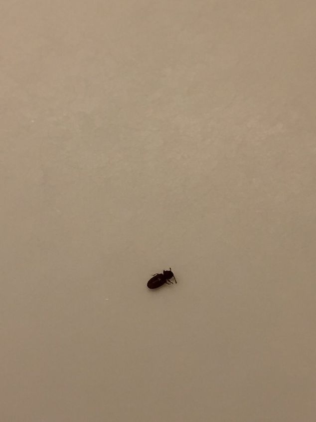 q tiny bugs in light fixtures help, cleaning tips, pest control