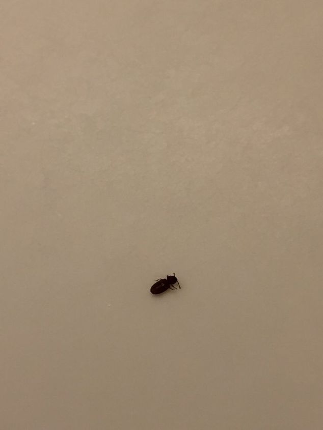 tiny bugs in light fixtures help