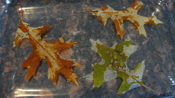 folhas de outono branqueadas