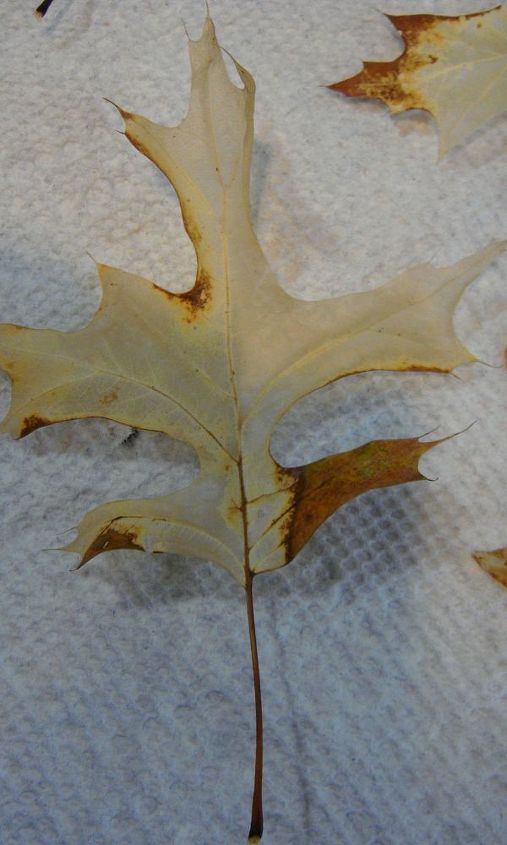 hojas de otoo blanqueadas