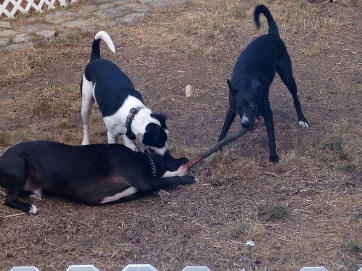 grass free dog proof yard, The culprits of the messy yard Bubba aka Bubbles Rocky and Ellie They like to play keep away with various sticks they find