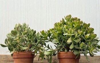  Plantas de Jade: Tão fáceis de cuidar em casa e no jardim