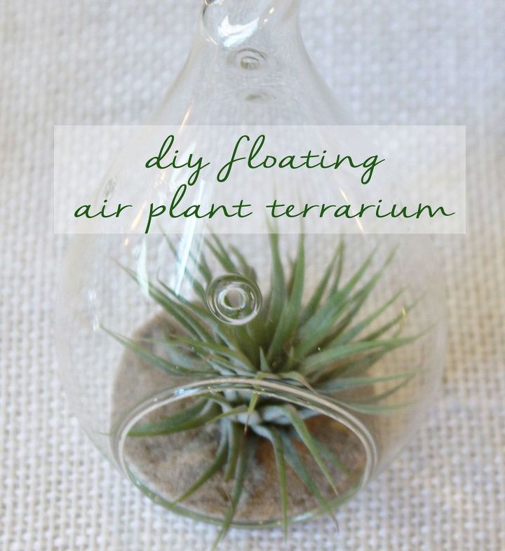 bricolaje terrario de plantas de aire flotantes
