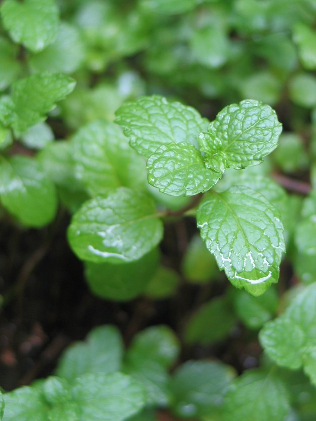 8 herbs for your indoor herb garden, container gardening, gardening
