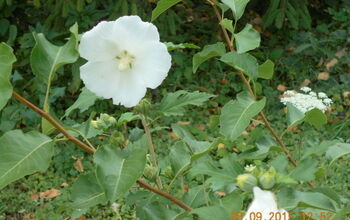 A White Rose of Sharon