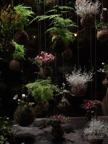 kokedama japanese string plants, gardening