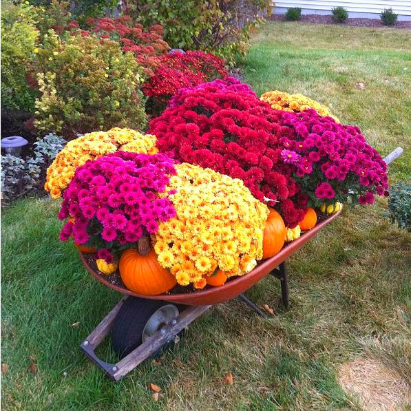 s 11 breathtaking mum pictures that ll get you crazy excited for fall, gardening, seasonal holiday decor, Wheelbarrow Full of Mum kins and Pumpkins