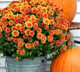 s 11 breathtaking mum pictures that ll get you crazy excited for fall, gardening, seasonal holiday decor, Burst of Autumn Blooms