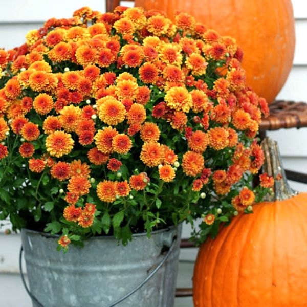 s 11 breathtaking mum pictures that ll get you crazy excited for fall, gardening, seasonal holiday decor, Burst of Autumn Blooms