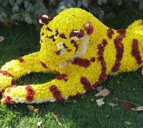 s 11 breathtaking mum pictures that ll get you crazy excited for fall, gardening, seasonal holiday decor, Regal Tiger Made of Mums