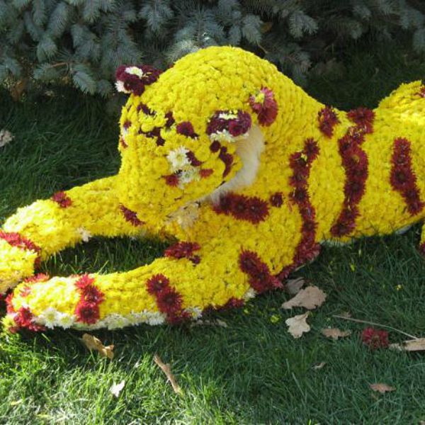 s 11 breathtaking mum pictures that ll get you crazy excited for fall, gardening, seasonal holiday decor, Regal Tiger Made of Mums