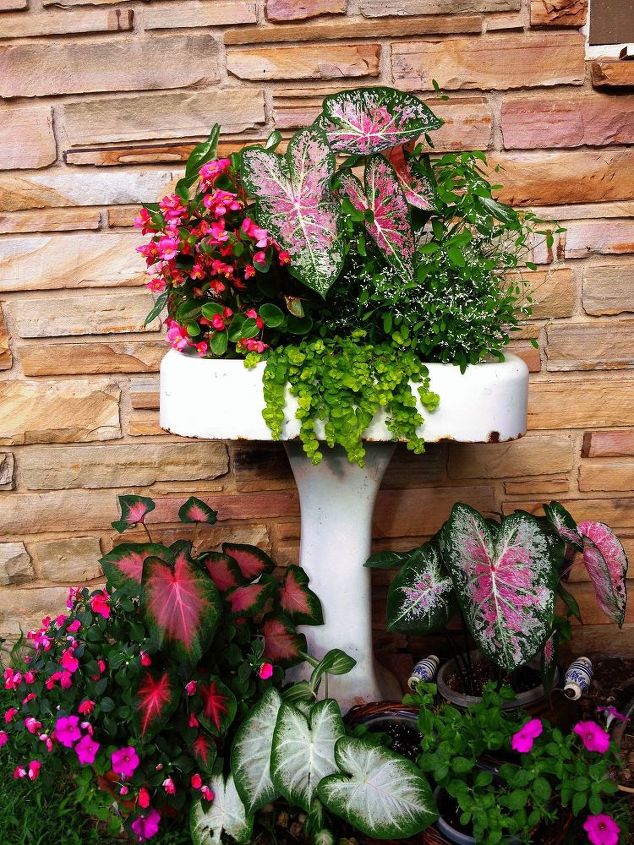 repurposing an old pedestal sink into a planter, container gardening, flowers, gardening, repurposing upcycling, Pedestal sink planter