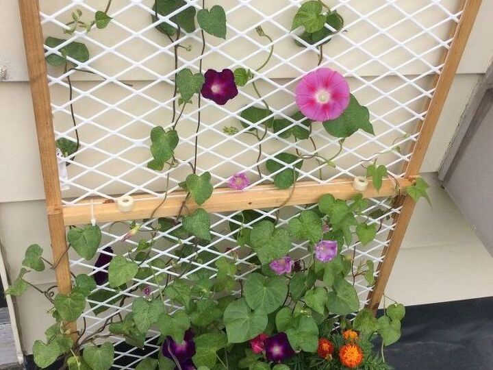 q what is wrong with my morning glories, flowers, gardening