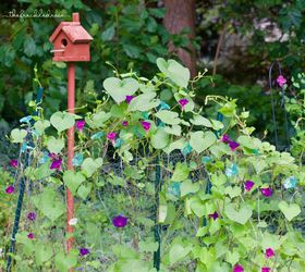 morning glories growing on garden fence, flowers, gardening