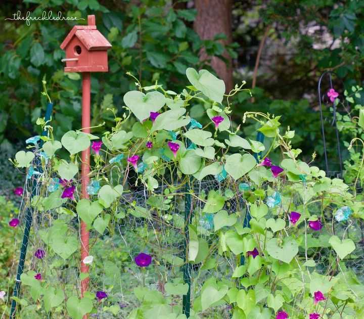 morning glories growing on garden fence, flowers, gardening