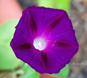 morning glories growing on garden fence, flowers, gardening, common morning glory