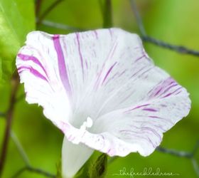morning glories growing on garden fence, flowers, gardening, Carnival Of Venice morning glory