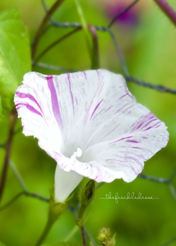 morning glories growing on garden fence, flowers, gardening, Carnival Of Venice morning glory