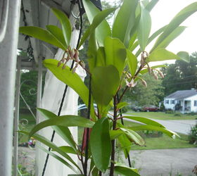 q can you identify this house plant, gardening